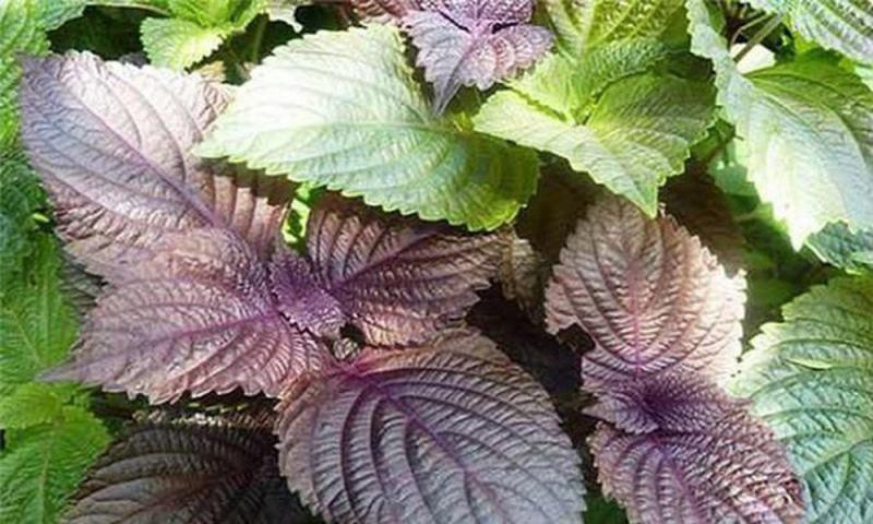 Điều trị cảm bằng y học cổ truyền